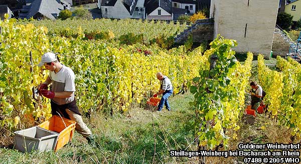 Weinlese im Steillagen-Weinberg bei Bacharach am Rhein